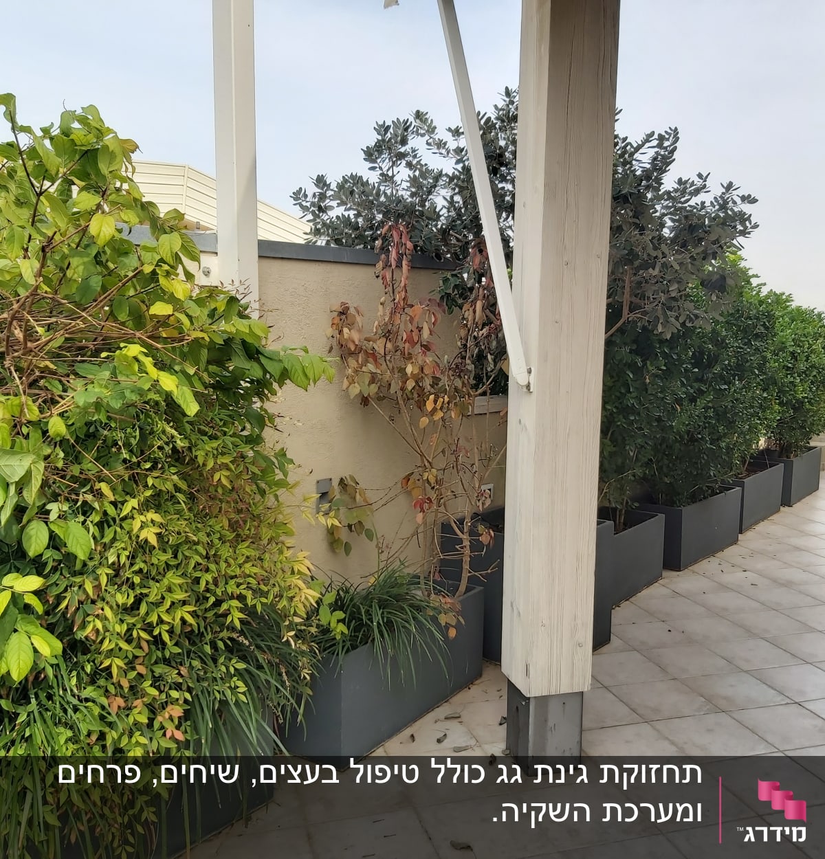 עציצים עם צמחים ירוקים על רצפת מרפסת